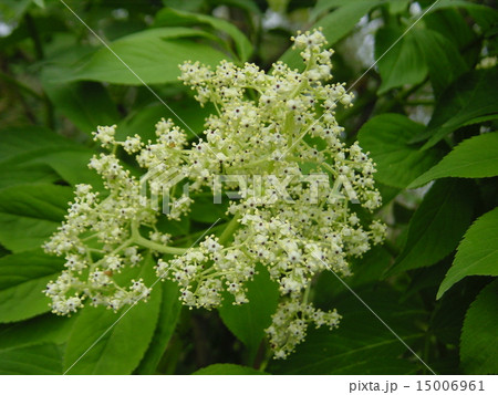 ニワトコの花 ニワトコの花 15006961