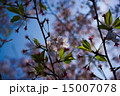 さくら 15007078