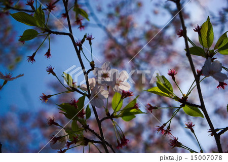 さくら 15007078