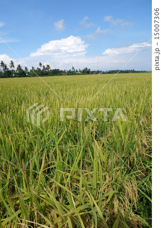 The ripe paddy field is ready for harvest 15007306