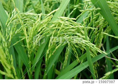 Paddy rice 15007307