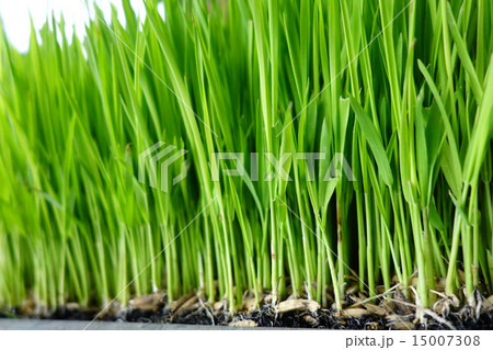 Rice sprout in the rice field. 15007308