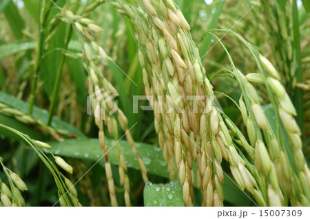 The ripe paddy field is ready for harvest 15007309