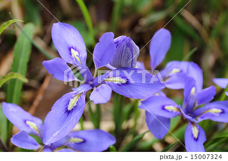 エヒメアヤメの花 エヒメアヤメの花 15007324