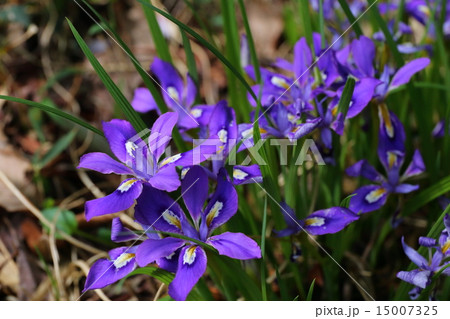 エヒメアヤメの花 エヒメアヤメの花 15007325