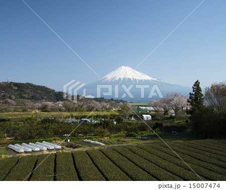 富士市、かりがね雁堤 (かりがねづつみ)からの富士山 富士市、かりがね雁堤 (かりがねづつみ)からの富士山 15007474