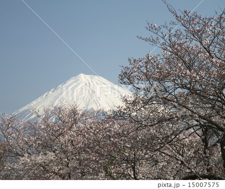 富士市、かりがね雁堤 （かりがねづつみ）の桜と富士山２ 15007575