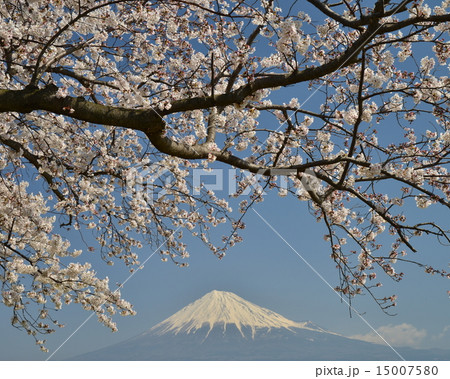 富士市、かりがね雁堤 （かりがねづつみ）の桜と富士山７ 15007580