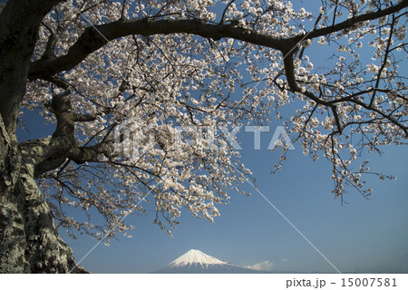 富士市、かりがね雁堤 (かりがねづつみ)の桜と富士山8 富士市、かりがね雁堤 (かりがねづつみ)の桜と富士山8 15007581