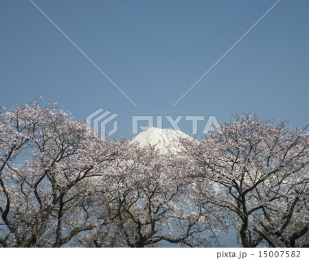 富士市、かりがね雁堤 (かりがねづつみ)の桜と富士山9 富士市、かりがね雁堤 (かりがねづつみ)の桜と富士山9 15007582