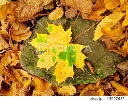Autumn park ground with autumn maple leaves 15007635