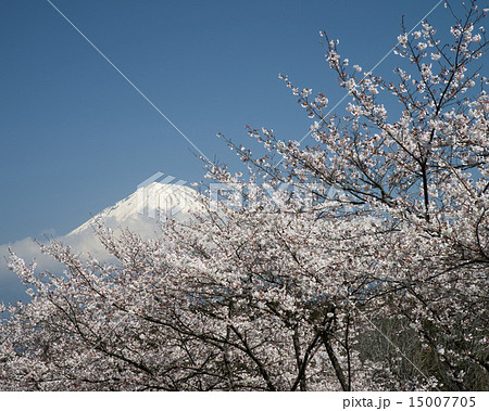 富士市岩本山の桜と富士山 富士市岩本山の桜と富士山 15007705