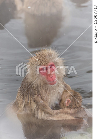 温泉のおやこのおさる baby and mother of the monkey 温泉のおやこのおさる baby and mother of the monkey 15007717