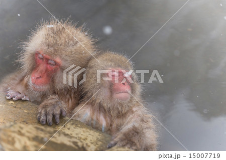 温泉の仲良しおさる of the monkey enjoying a hot spring 温泉の仲良しおさる of the monkey enjoying a hot spring 15007719