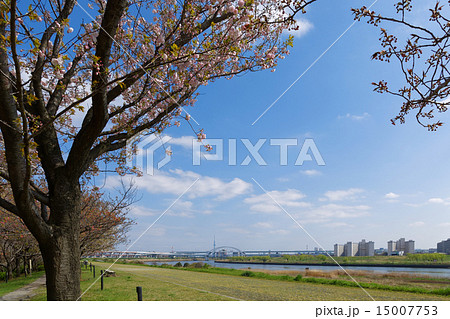 荒川堤の五色桜・一葉と東京スカイツリー 15007753