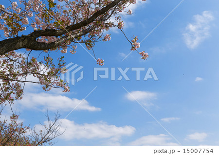 荒川堤の五色桜・一葉と東京スカイツリー 15007754
