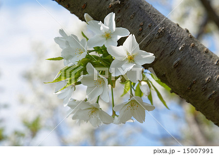 荒川堤の五色桜・細川匂 15007991
