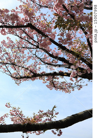 荒川堤の五色桜・花笠 15007998