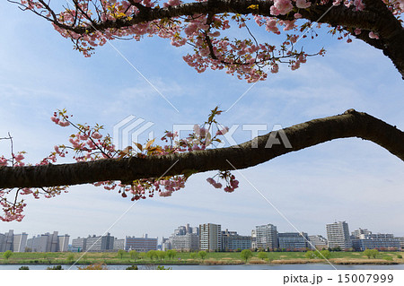 荒川堤の五色桜・花笠 荒川堤の五色桜・花笠 15007999