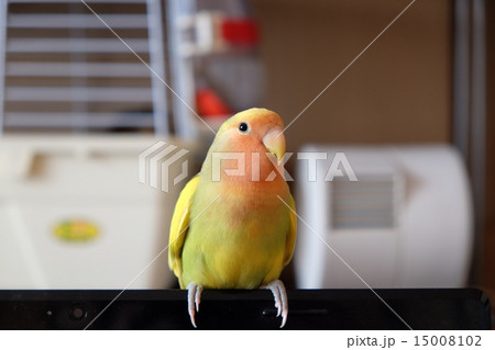コザクラインコ・おすまし 15008102