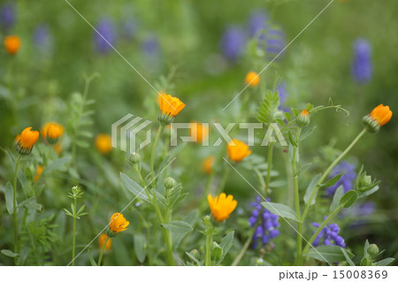 春の花 春の花 15008369