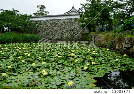 福岡城跡の睡蓮と紫陽花 15008375
