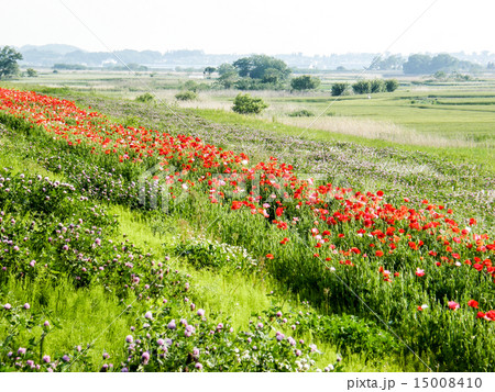 荒川土手のお花畑 2011年5月18日撮影 荒川土手のお花畑 2011年5月18日撮影 15008410