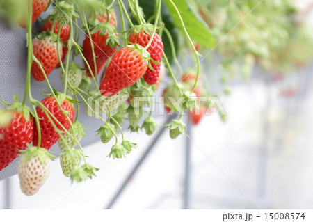 イチゴ狩り イチゴ狩り 15008574