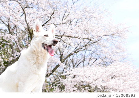 満開だねぇ♪ 15008593
