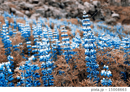 Blue flower 15008663