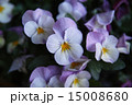 パンジー（紫） 15008680