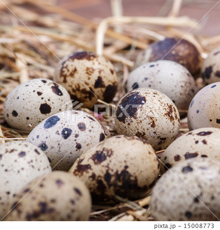 quail eggs 15008773