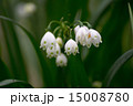 スノーフレーク 15008780