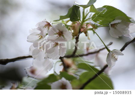 うすみどり桜の花 うすみどり桜の花 15008935