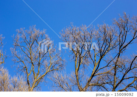 Bare branches of a tree against blue sky 15009092
