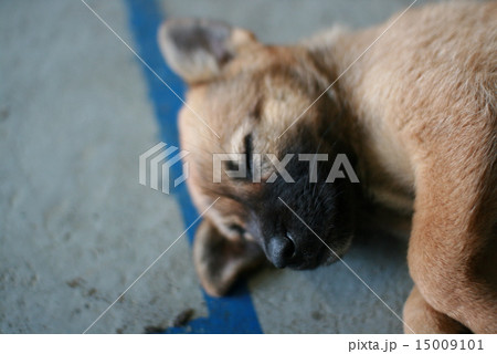 子犬の昼寝 子犬の昼寝 15009101