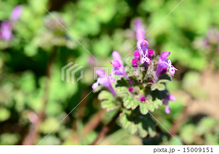 春だねぇ♪ 15009151