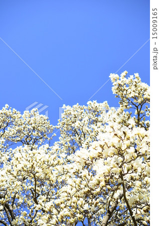 白いモクレン♪ 15009165