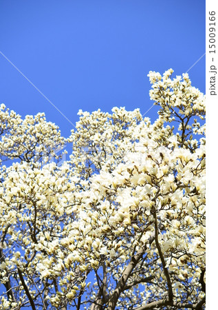 白いモクレン♪ 白いモクレン♪ 15009166