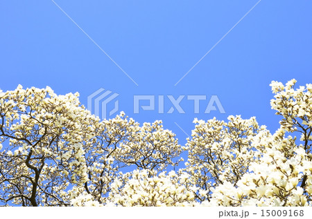 白いモクレン♪ 15009168