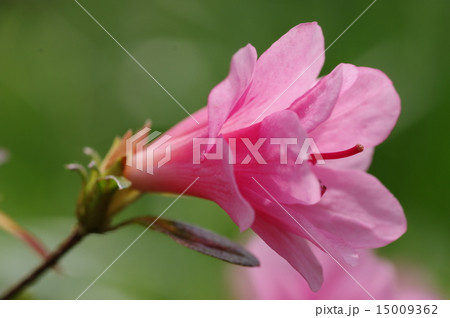 クルメツツジの花 クルメツツジの花 15009362