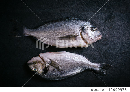 Gilthead fish Gilthead fish 15009973
