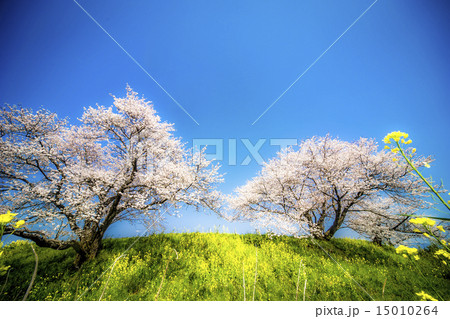 桜 15010264