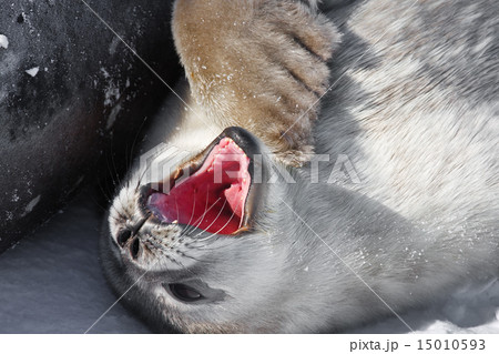 baby seal baby seal 15010593