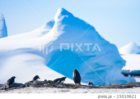 penguins in Antarctica 15010621