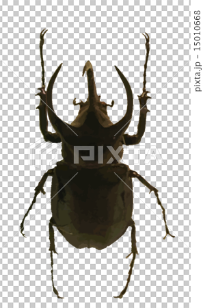 コーカサスオオカブト コーカサスオオカブト 15010668
