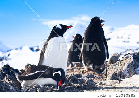 penguins in Antarctica penguins in Antarctica 15010885