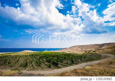 vineyards in Crimea vineyards in Crimea 15010982