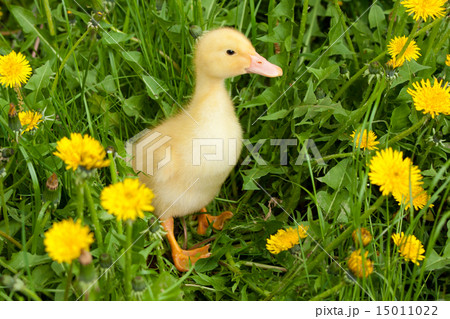 Small duckling Small duckling 15011022