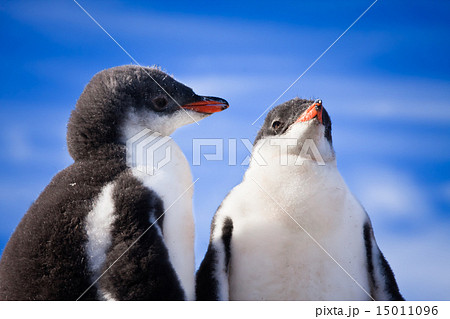 two penguins two penguins 15011096